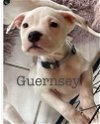 adoptable Dog in  named Guernsey   (Cow Puppies  2024)
