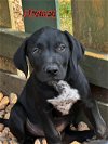 adoptable Dog in wenonah, NJ named Pearce  (P Litter 2024)