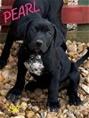 adoptable Dog in wenonah, NJ named Pearl  (P Litter 2024)