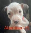 adoptable Dog in  named Aberdeen   (Cow Puppies 2024)