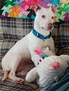adoptable Dog in , NJ named Hermione   2024