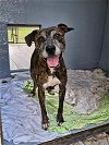 adoptable Dog in  named Lena  (South Carolina Crew 2024)