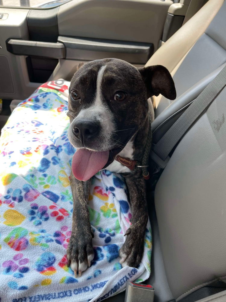 adoptable Dog in Wenonah, NJ named Darla   (2024)