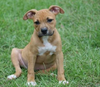 adoptable Dog in , NJ named Small Fry (fka Rey) - Fries Litter