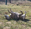 adoptable Dog in wenonah, NJ named Luca  (Mom 2024)