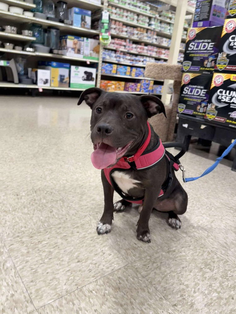 adoptable Dog in Wenonah, NJ named Linus (Linus & Lucy)