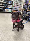 adoptable Dog in wenonah, NJ named Linus (Linus & Lucy)