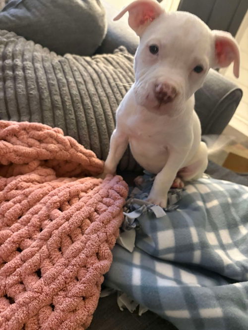 picture of the dog needing adoption
