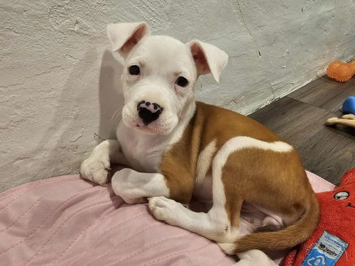 picture of the dog needing adoption