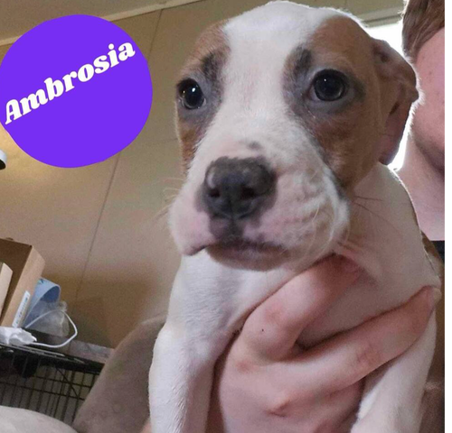 picture of the dog needing adoption