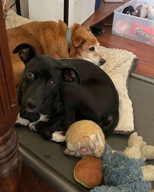 picture of the dog needing adoption