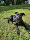 adoptable Dog in Wenonah, NJ named Blaze  (Puppy Wuppies 2025)