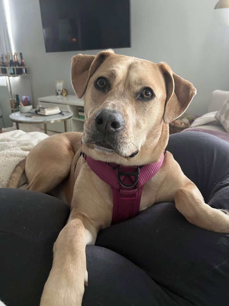 adoptable Dog in Wenonah, NJ named Winnie (Logan Food mart)