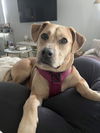 adoptable Dog in wenonah, NJ named Winnie (Logan Food mart)