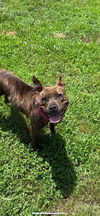 adoptable Dog in  named Gidget  (2025)