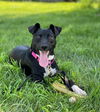 adoptable Dog in  named Carly (2025)