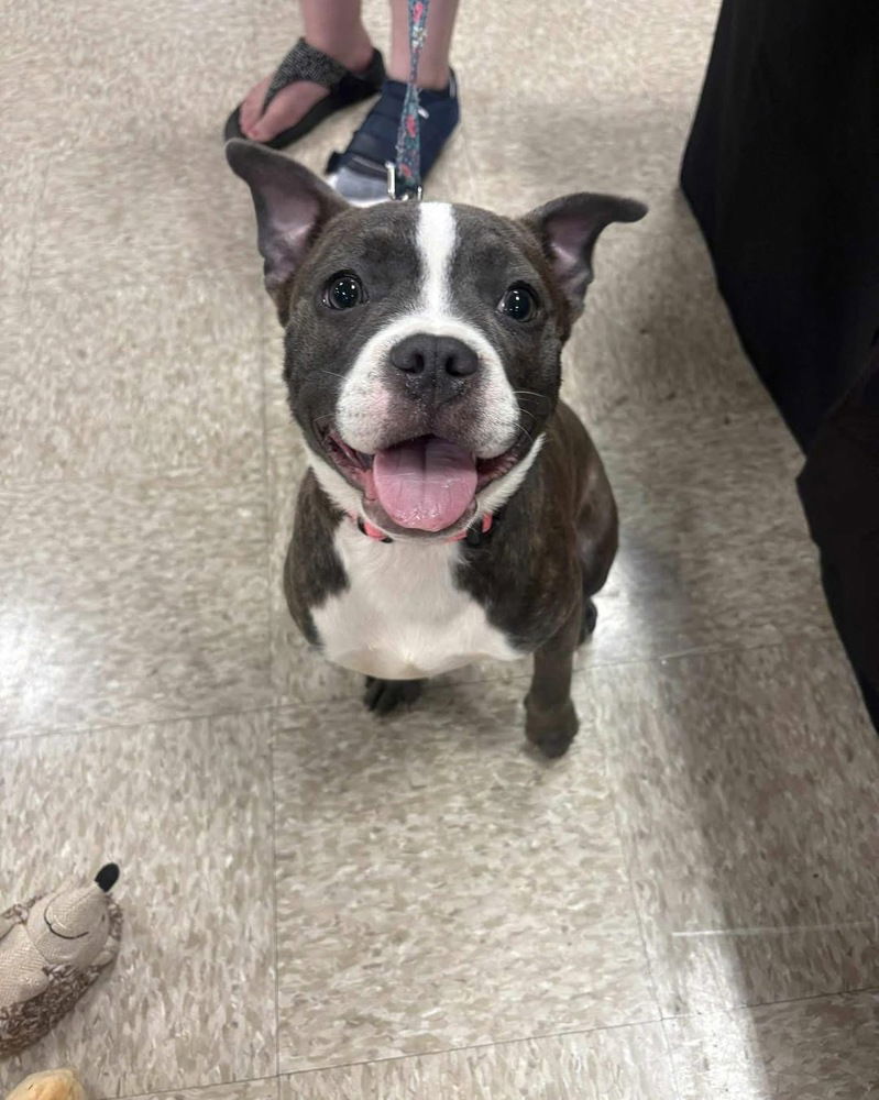 adoptable Dog in Wenonah, NJ named Pesto (F-Sweet Treats 2025)