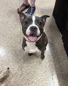 adoptable Dog in  named Pesto (F-Sweet Treats 2025)