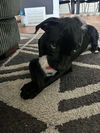 adoptable Dog in  named Bo Dylan   (2025)