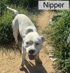 adoptable Dog in  named Nipper (2025)