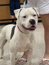 adoptable Dog in  named Nipper (2025)