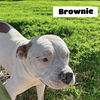 adoptable Dog in  named Brownie (2025)
