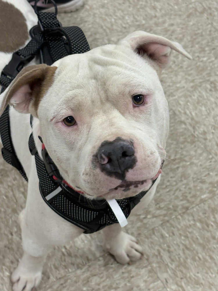 adoptable Dog in Wenonah, NJ named Brownie (2025)