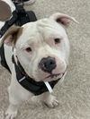 adoptable Dog in  named Brownie (2025)