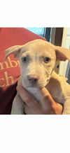 adoptable Dog in  named Grace (G Babies 2025)