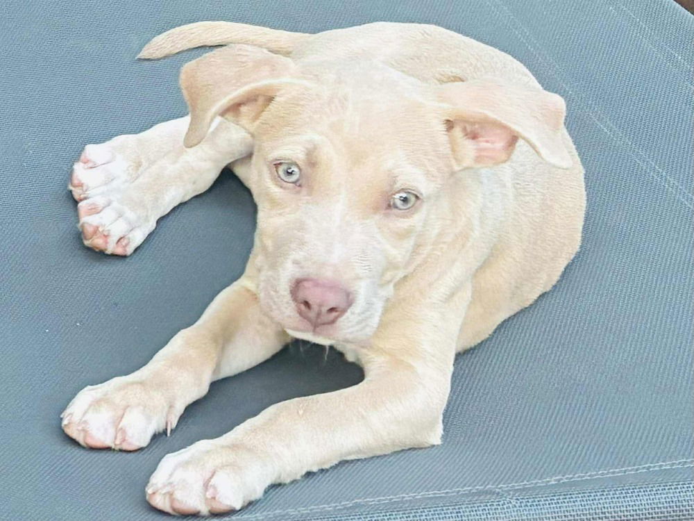 adoptable Dog in Wenonah, NJ named Grace (G Babies 2025)