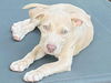 adoptable Dog in  named Grace (G Babies 2025)