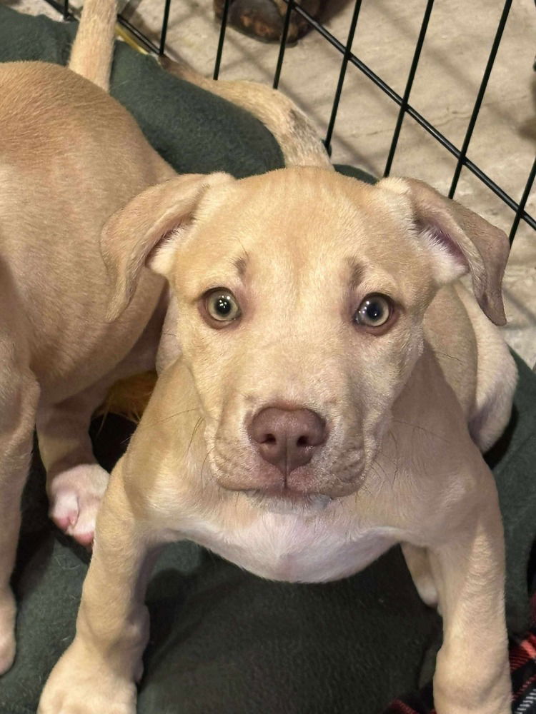 adoptable Dog in Wenonah, NJ named Georgia (G Babies 2025)