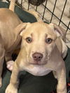adoptable Dog in  named Georgia (G Babies 2025)