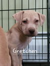 adoptable Dog in  named Gretchen (G Babies 2025)