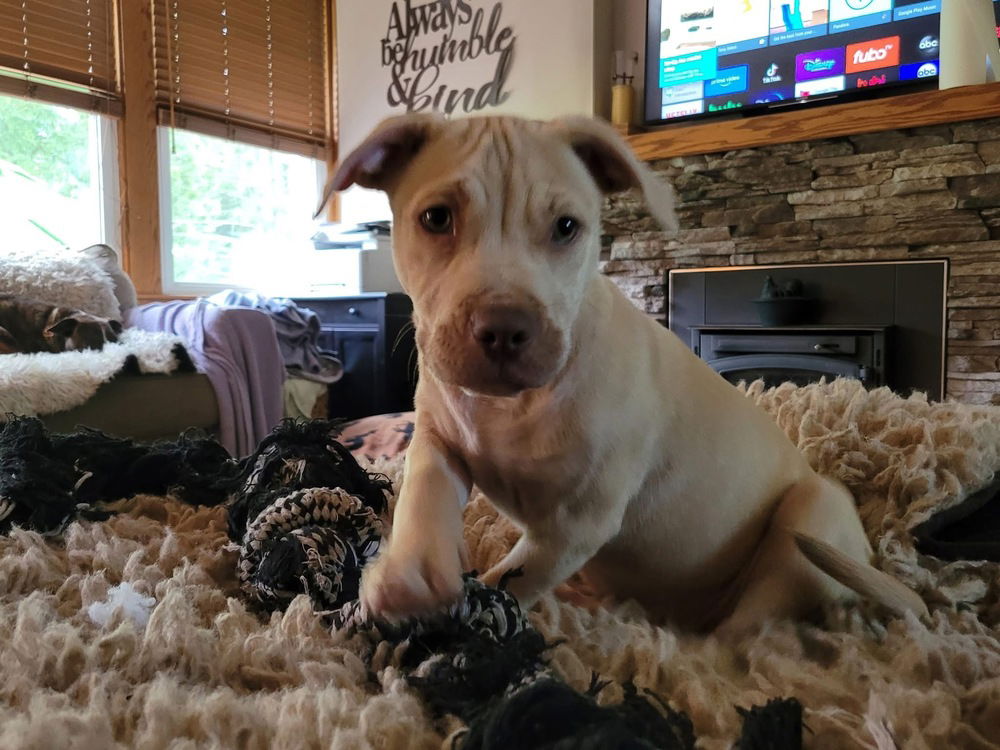 adoptable Dog in Wenonah, NJ named Gretchen (G Babies 2025)