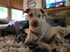 adoptable Dog in  named Gretchen (G Babies 2025)