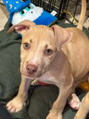 adoptable Dog in  named Griffyn (G Babies 2025)