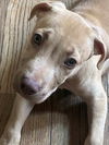 adoptable Dog in  named Gunner (G Babies 2025)