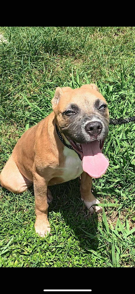 adoptable Dog in Wenonah, NJ named Jocelynn (2025)