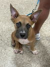 adoptable Dog in  named Jocelynn (2025)