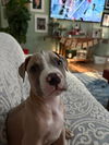 adoptable Dog in  named Kylo (male 2025)