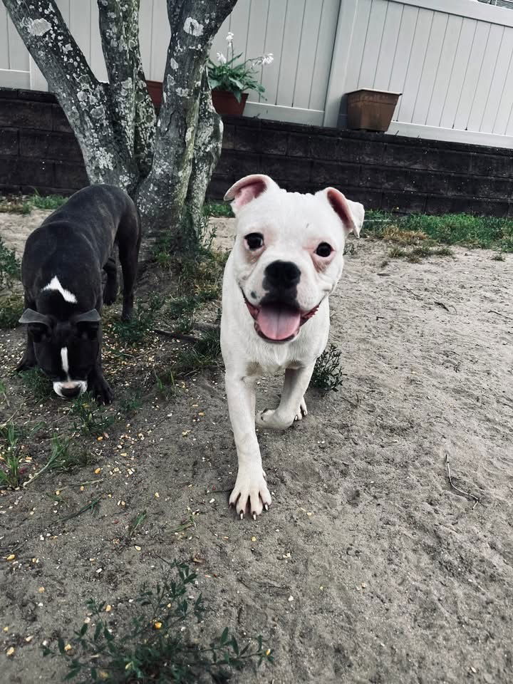 adoptable Dog in Wenonah, NJ named Poptart (M-Sweet Treats 2025)