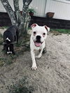 adoptable Dog in  named Poptart (M-Sweet Treats 2025)