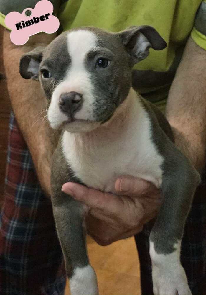 adoptable Dog in Wenonah, NJ named Kimber (Female 2025)