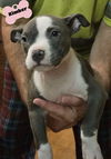 adoptable Dog in  named Kimber (Female 2025)