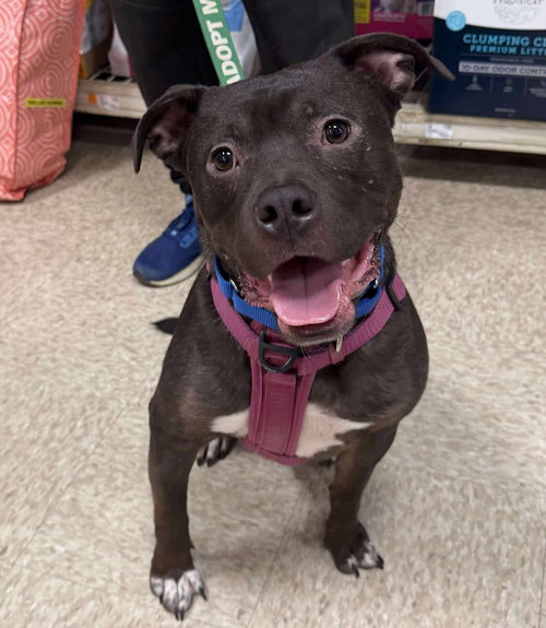 picture of the dog needing adoption