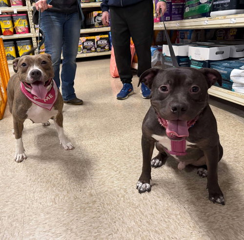 LINUS (LINUS & LUCY) - Pit Bull Terrier / American Staffordshire Terrier available for adoption