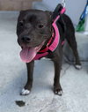Linus (Linus & Lucy) - Photo 3