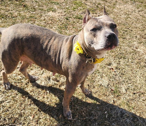 picture of the dog needing adoption