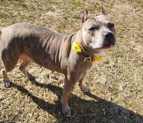 Luca (2024), an adoptable Pit Bull Terrier in Wenonah, NJ